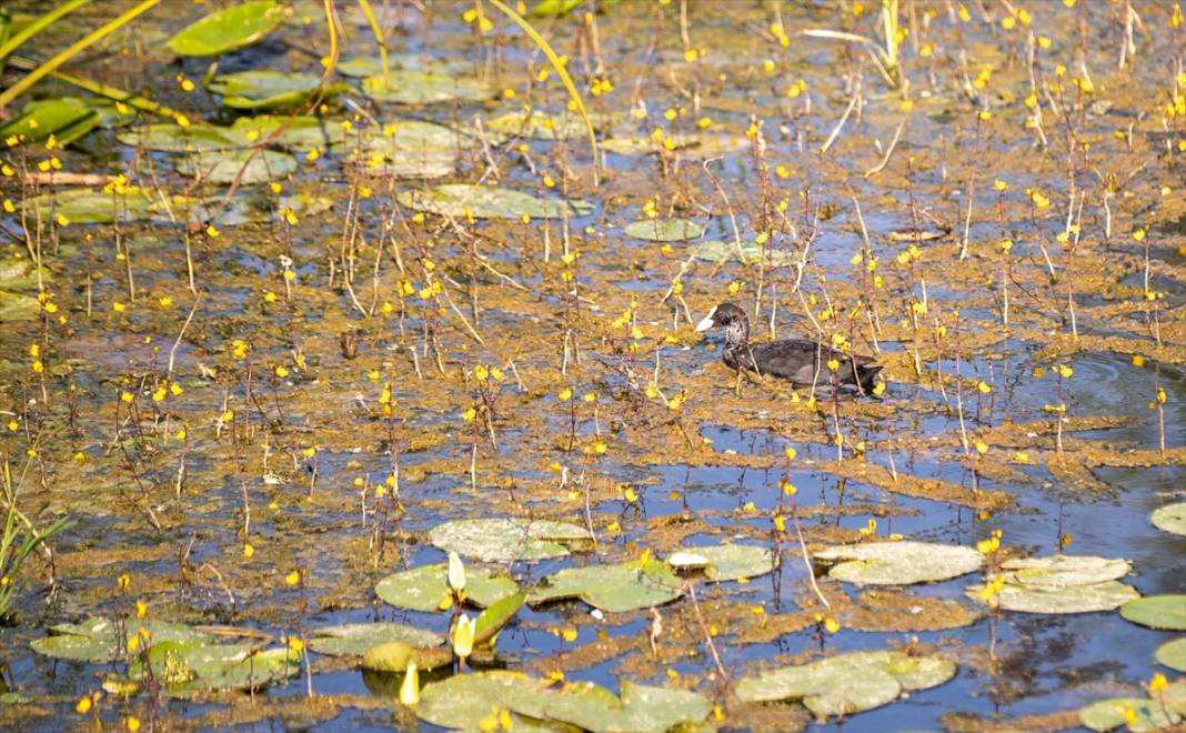 Türkiye’nin en büyük tek parça subasar ormanı 3